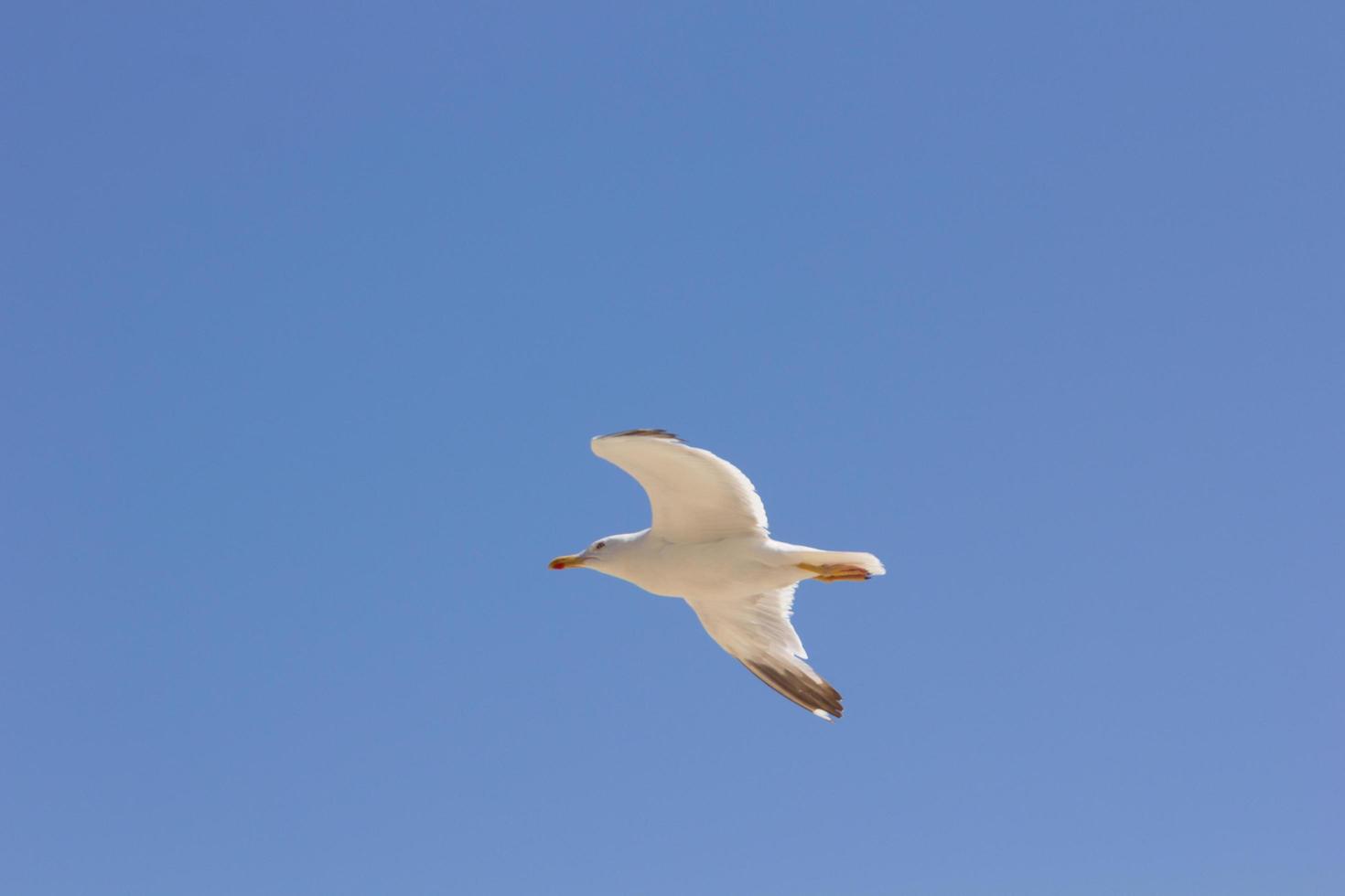 Möwe, Vogel, der normalerweise auf See ist foto