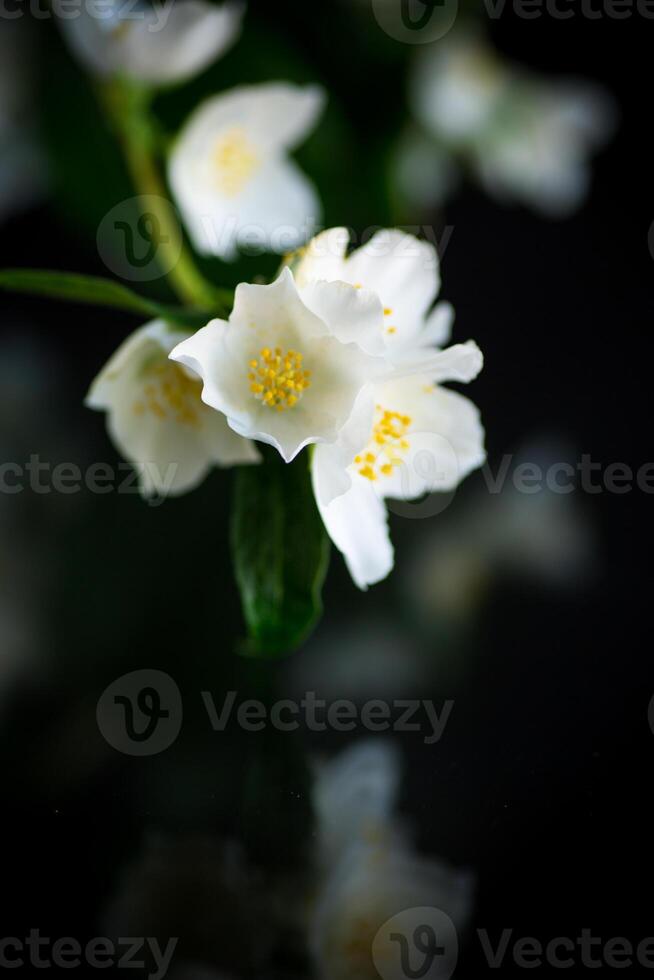 Ast von Blühen duftend Weiß Jasmin Blumen foto