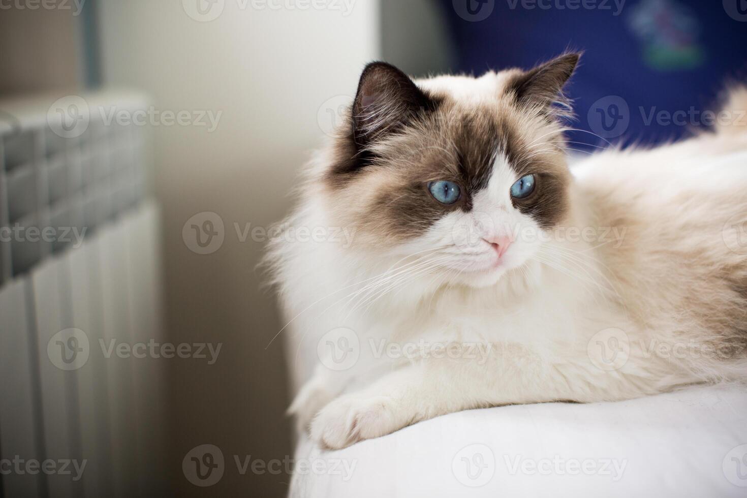 jung schön reinrassig Ragdoll Katze beim Zuhause foto