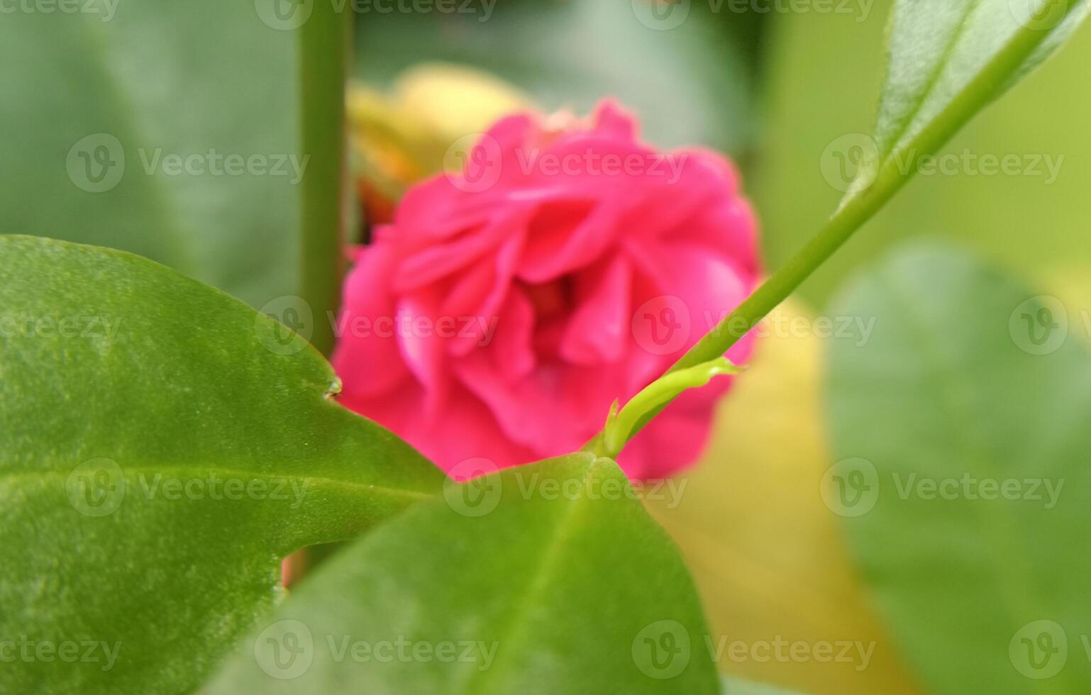 eine rote Rose foto