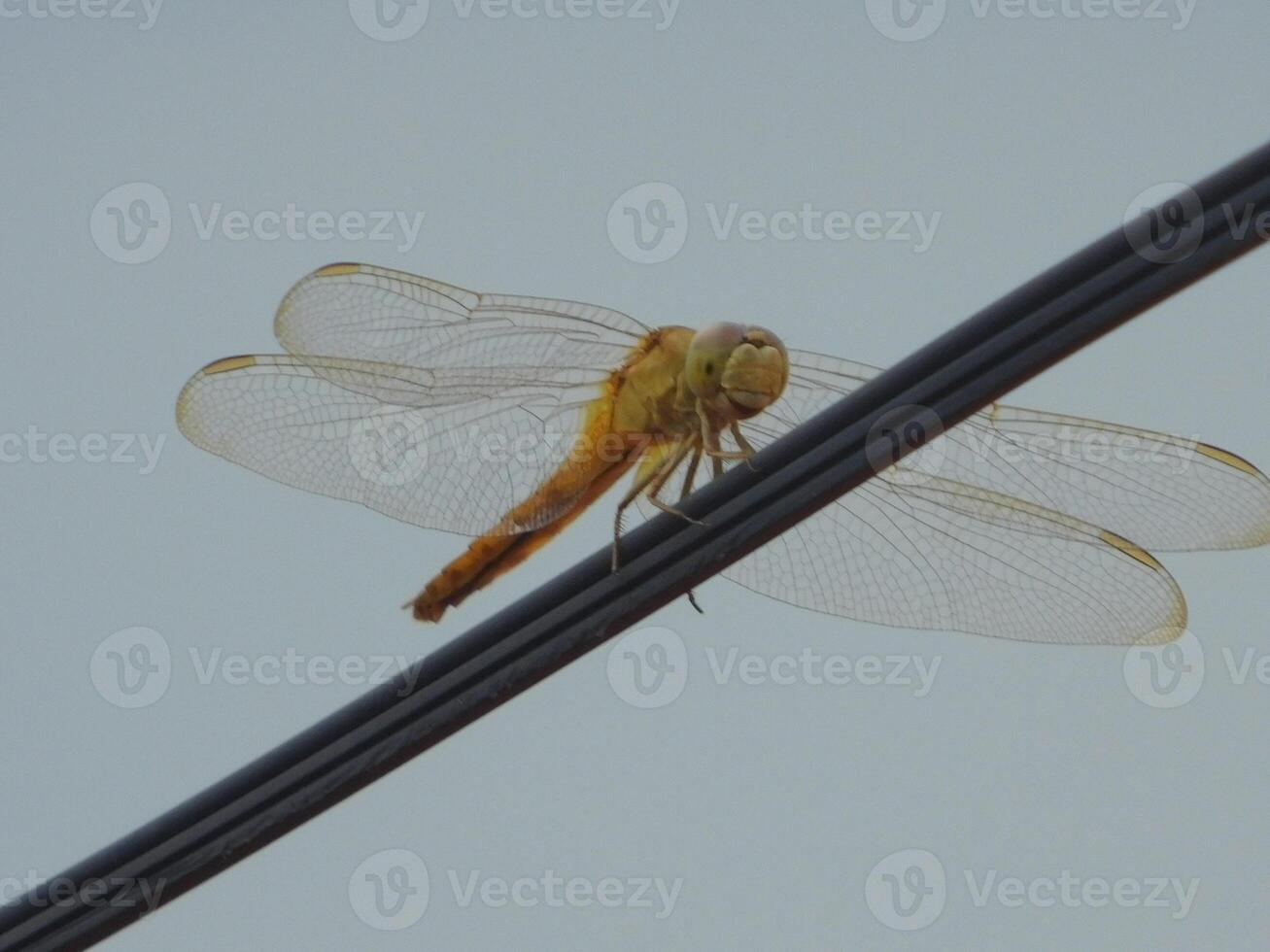 Porträt Libelle im Draht Stadt foto