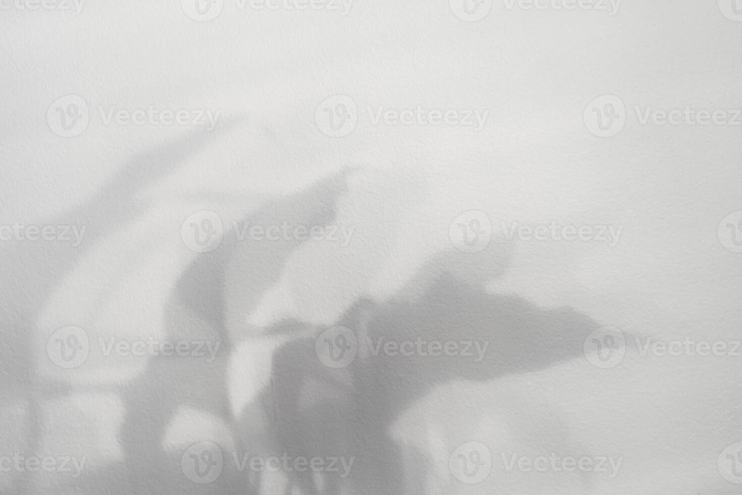 Weiß Studio Hintergrund, Blätter Schatten mit Sonnenlicht Betrachtung auf Beton Mauer Textur Oberfläche, leer grau Küche Mauer Zimmer mit Licht, Hintergrund Anzeige zum Produkt Präsentation foto