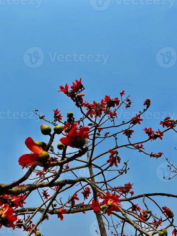 Blume mit natürlich Schönheit foto