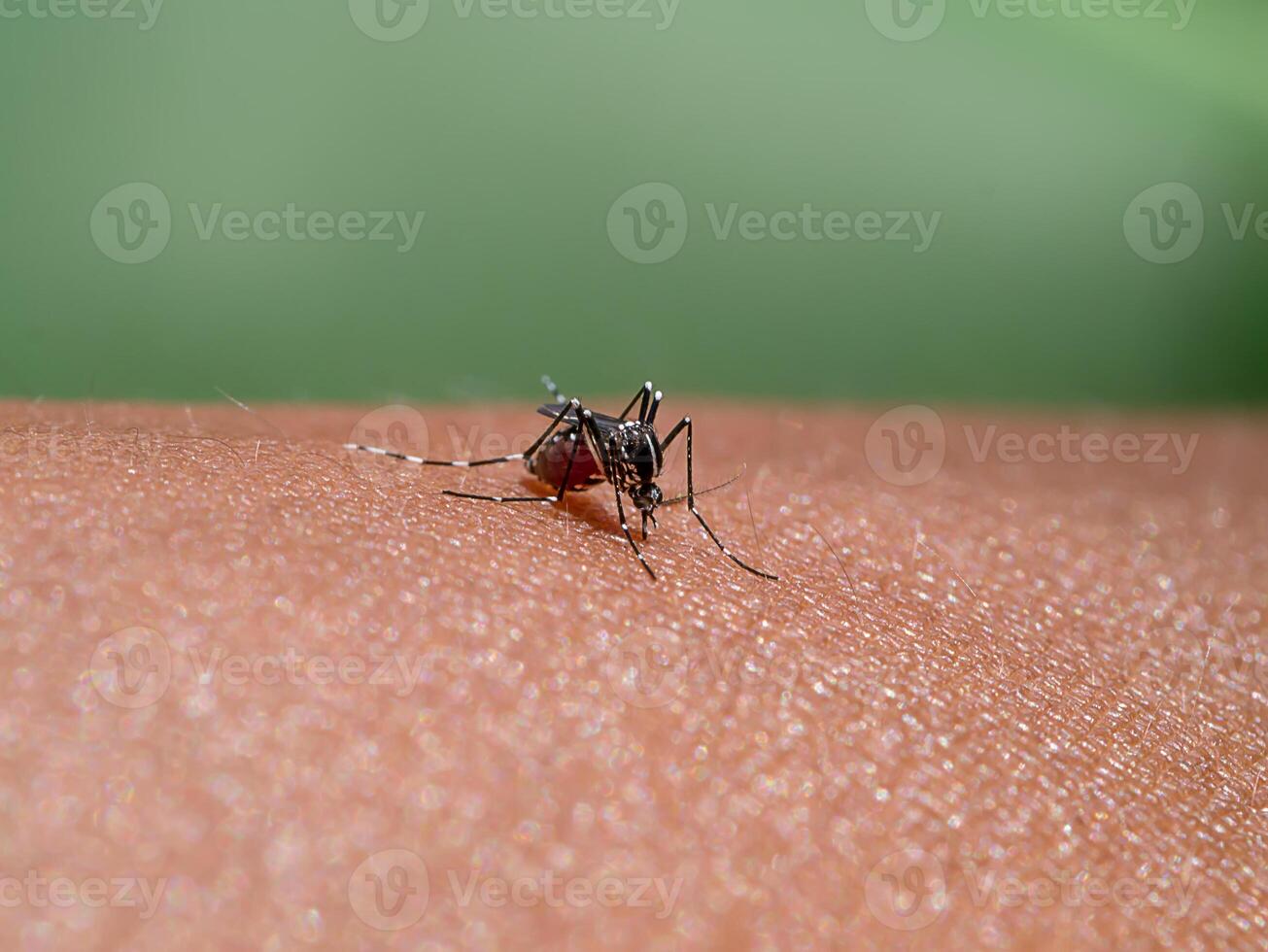 Mücken sind saugen Blut auf das Haut. foto