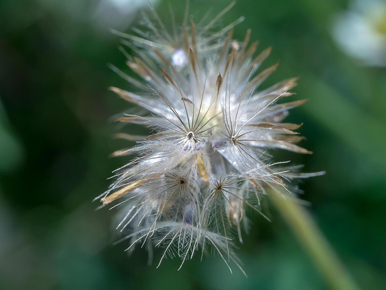 schließen oben von tridax Procumbens Blume. foto