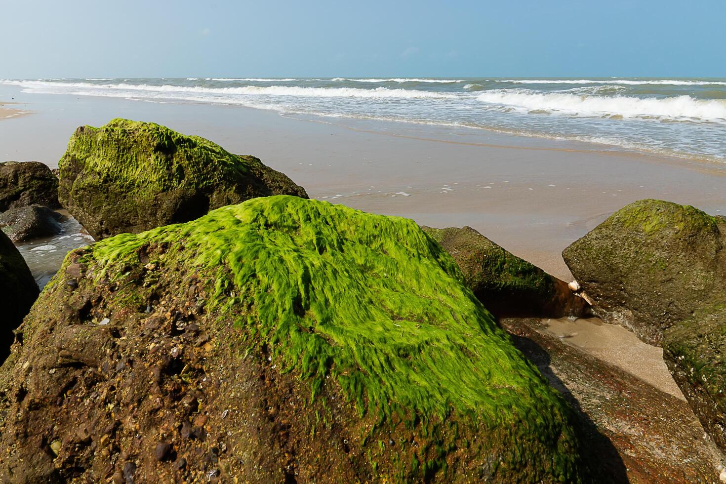 Grün Algen auf Felsen foto