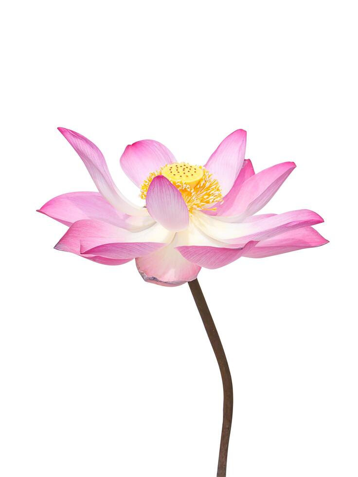 schließen oben Rosa Lotus Blume. foto