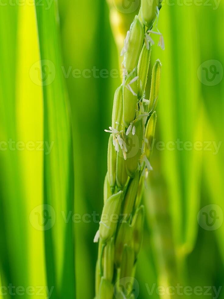 schließen oben von Reis Blume. foto