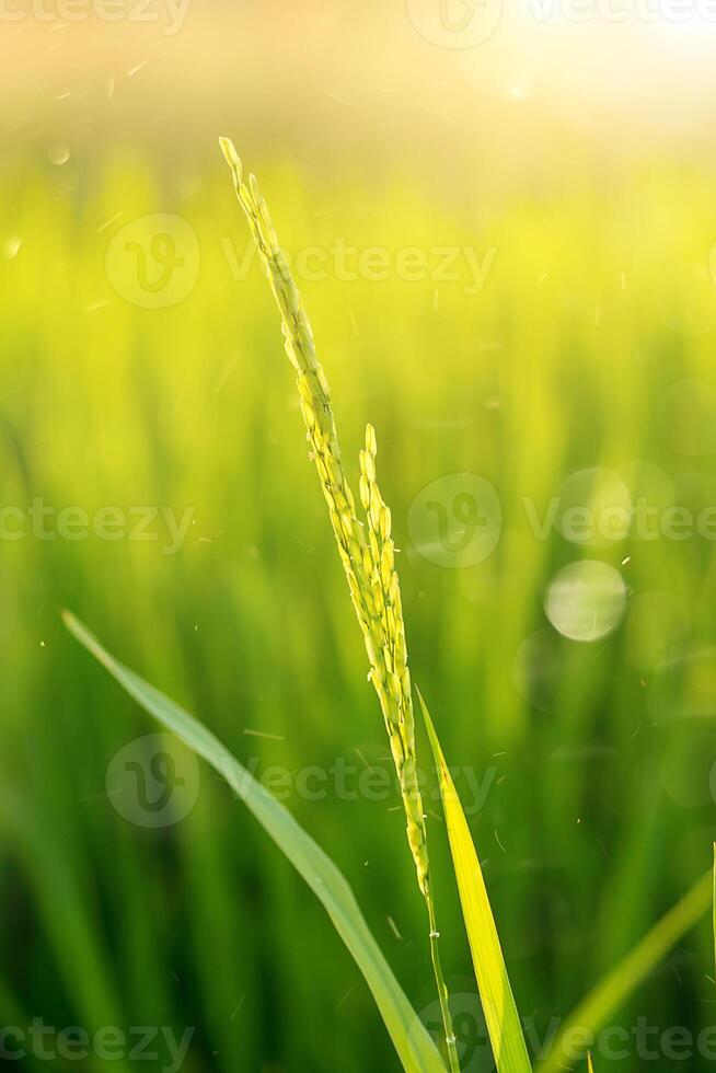 Blume von Reis und Grün Blatt. foto