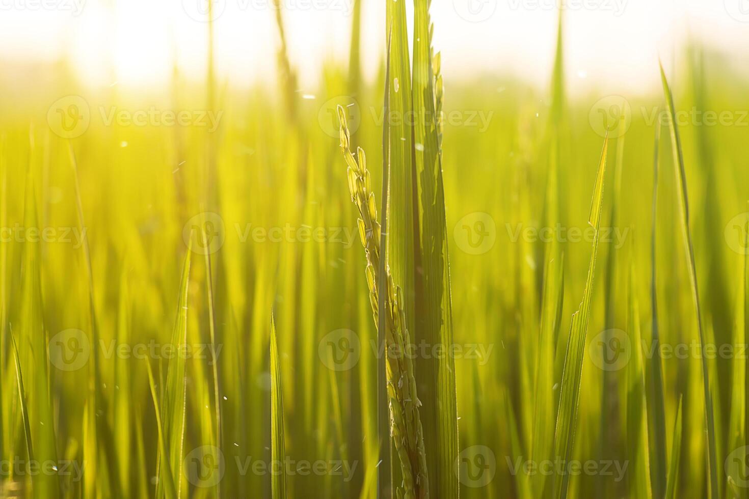 Blume von Reis und Grün Blatt. foto