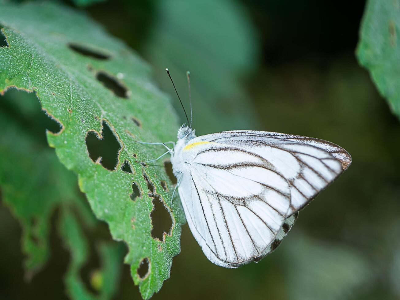 Schmetterling auf Blatt. foto