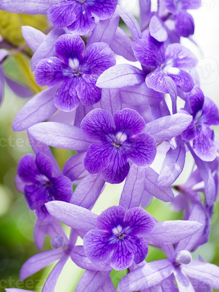 schließen oben von violett Blume Hintergrund. foto