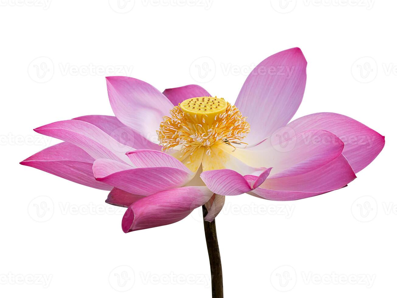 schließen oben Rosa Lotus Blume. foto