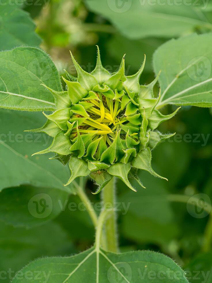 schließen oben Grün Sonnenblume. foto