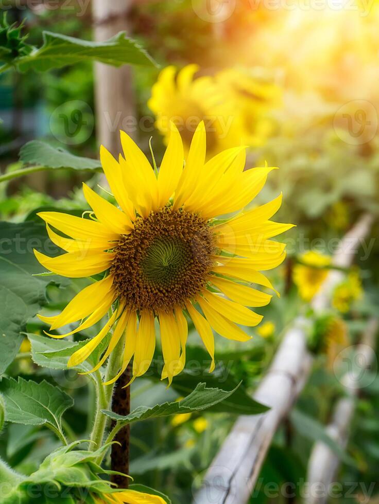 schließen oben Sonnenblume. foto