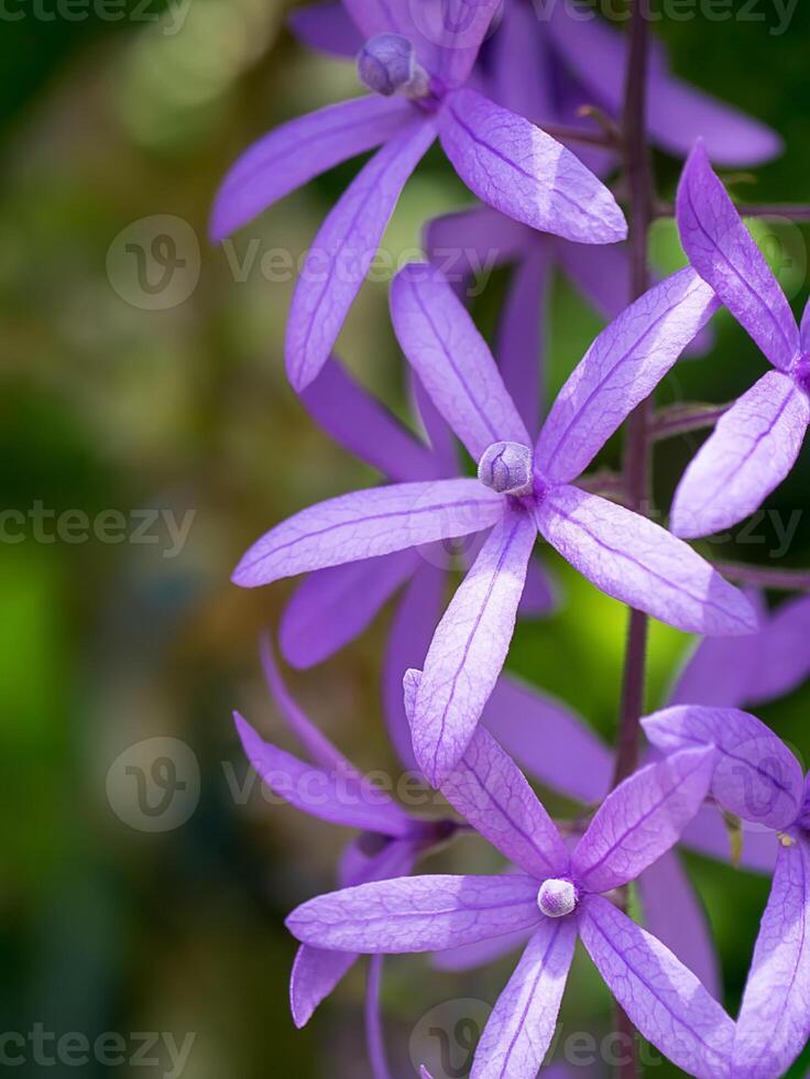 schließen oben von violett Blume Hintergrund. foto