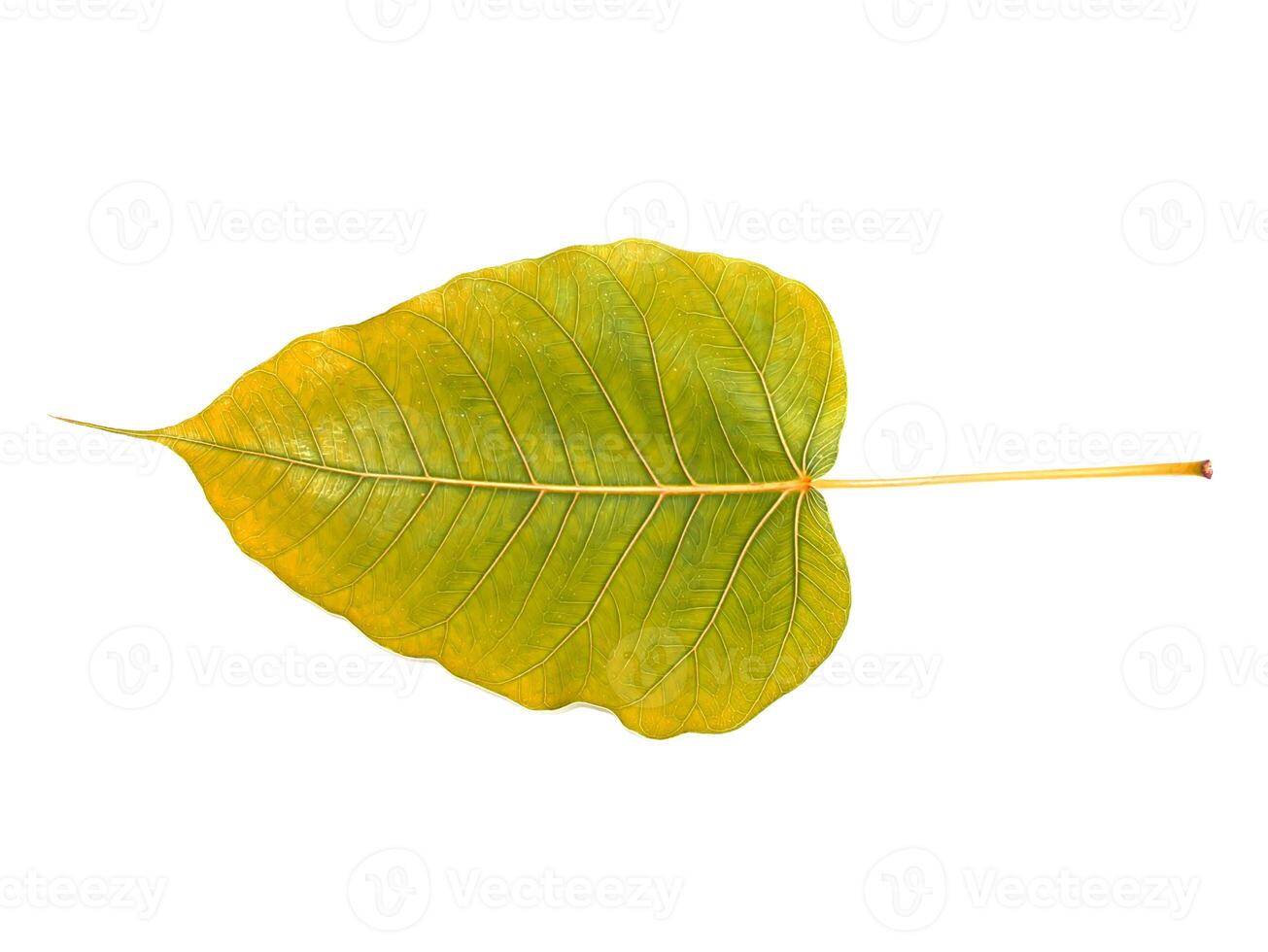 Grün Blätter von das Bodhi Baum foto