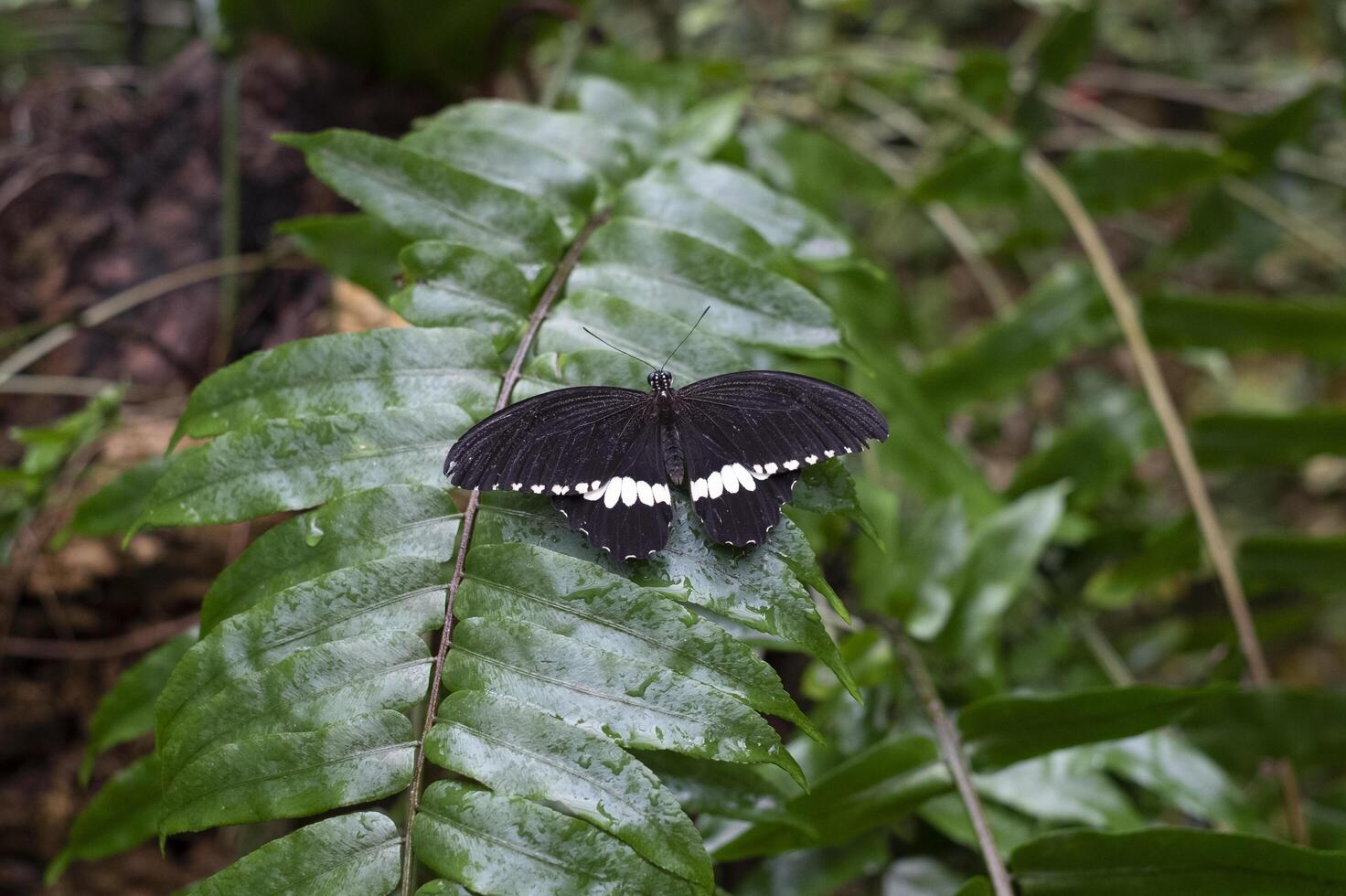 schwarz Schmetterling mit öffnen Flügel thront auf ein Wald Pflanze foto