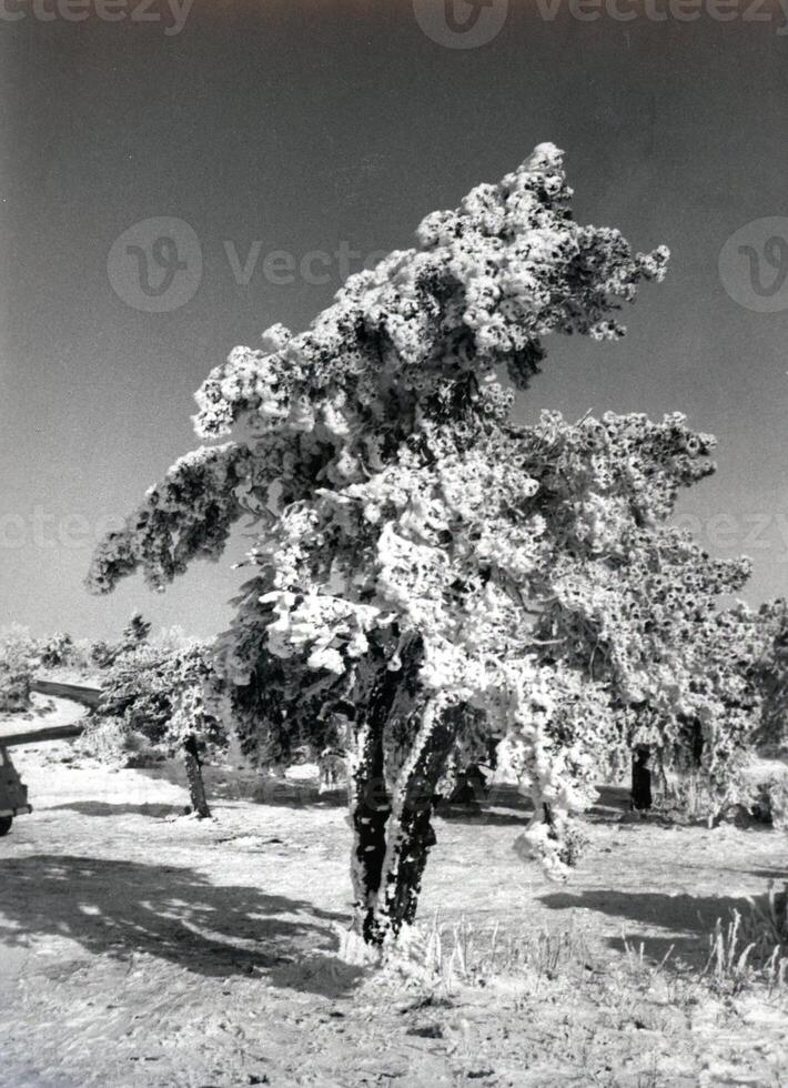 ein alt schwarz und Weiß Foto von ein Baum