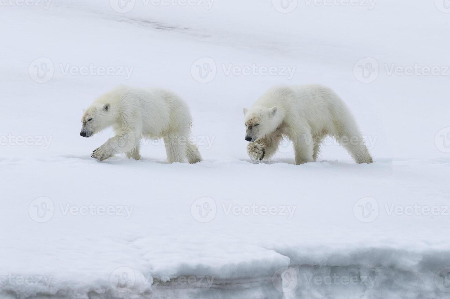 zwei Jährling Polar- Bär Jungen, ursus Maritimus, Gehen auf das Grat von ein Gletscher, Björnsundet, hinlopen Straße, Spitzbergen Insel, Spitzbergen Archipel, Norwegen foto
