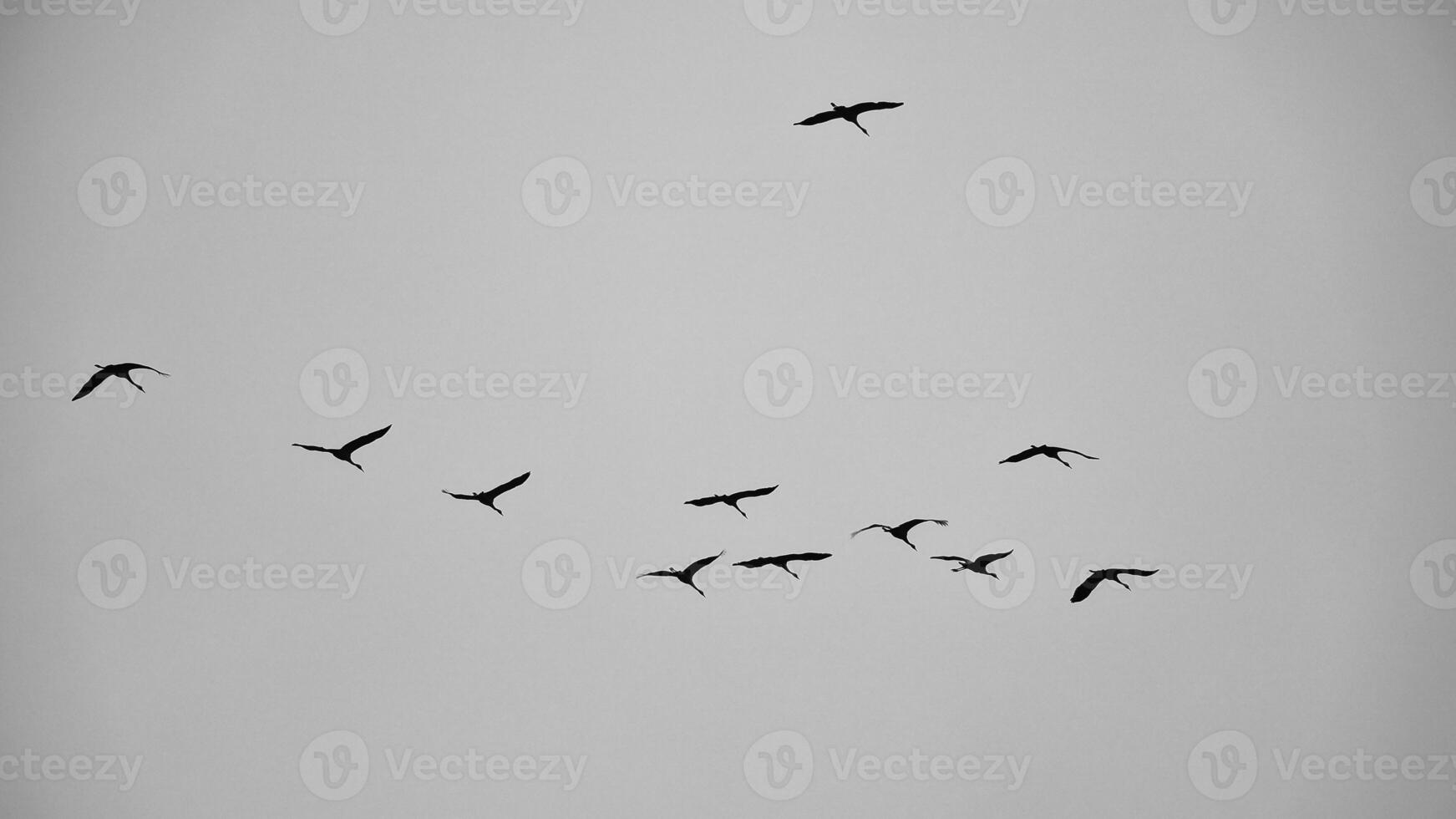 Kran Gruppe im das Himmel im v Formation. wandernd Vögel auf ihr Rückkehr Reise foto