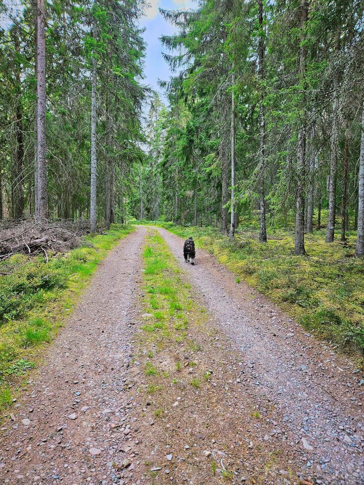 Wald Pfad mit Bäume beim das Rand. Hund auf ein gehen. Landschaft Foto von Schweden