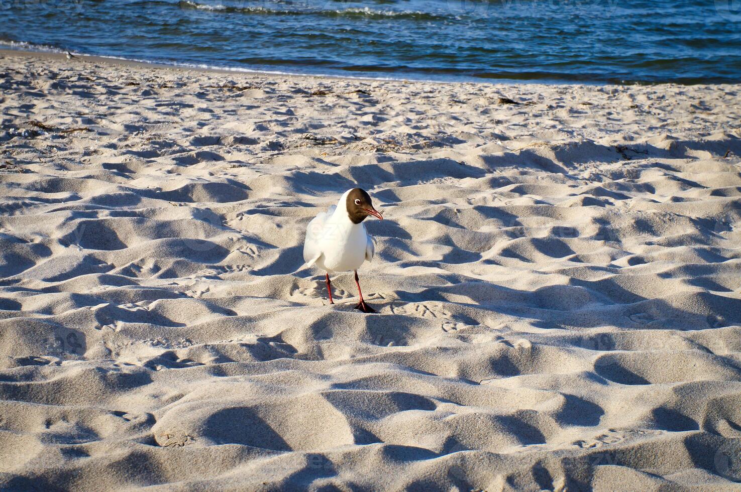 Möwe auf das Strand von zingst. Vogel Spaziergänge das Strand im Vorderseite von das baltisch Meer foto