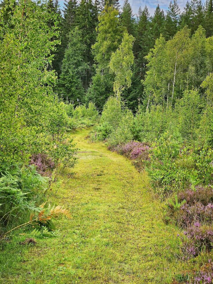 Wald Pfad bewachsen mit Gras. Heidekraut beim das Kante von das Weg. Bäume und Wald foto