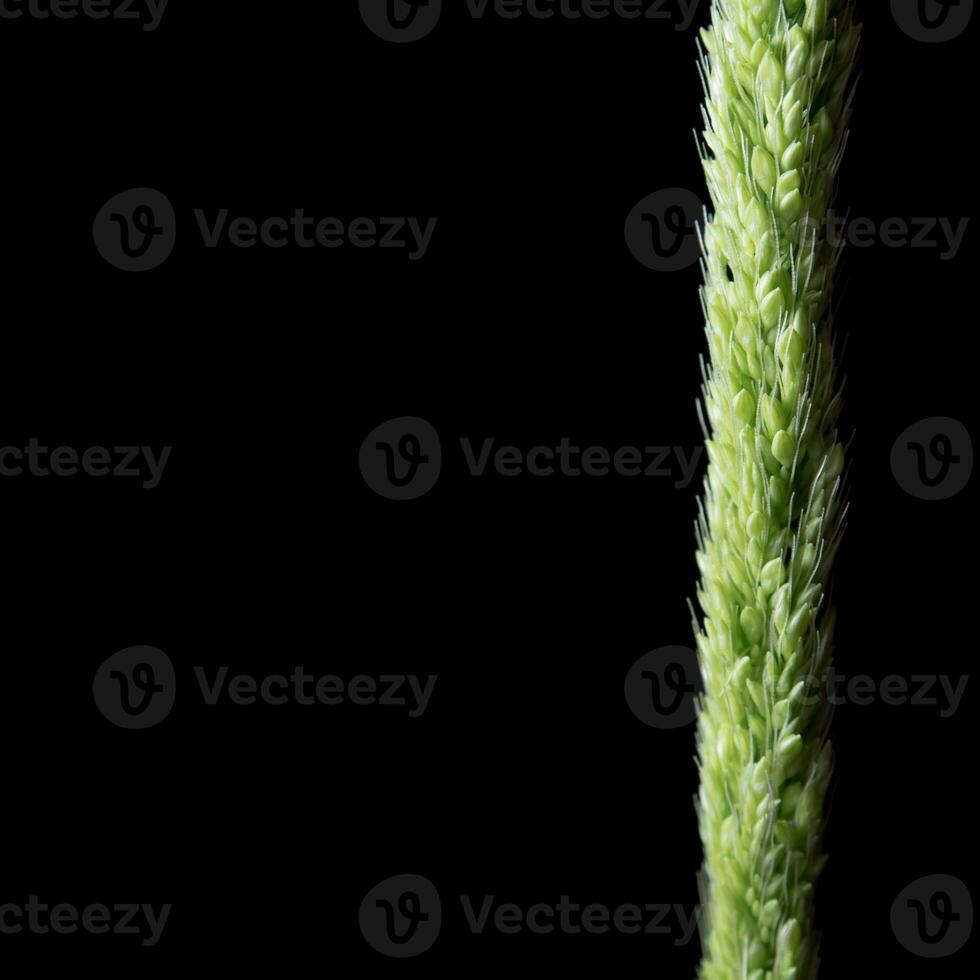 Schließen Sie das Frische-Dschungel-Reiskraut auf schwarzem Hintergrund foto