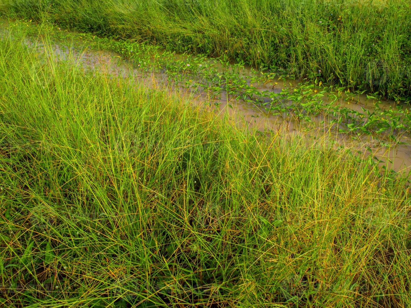 wild Gras und Morgen Ruhm im das Kanal foto