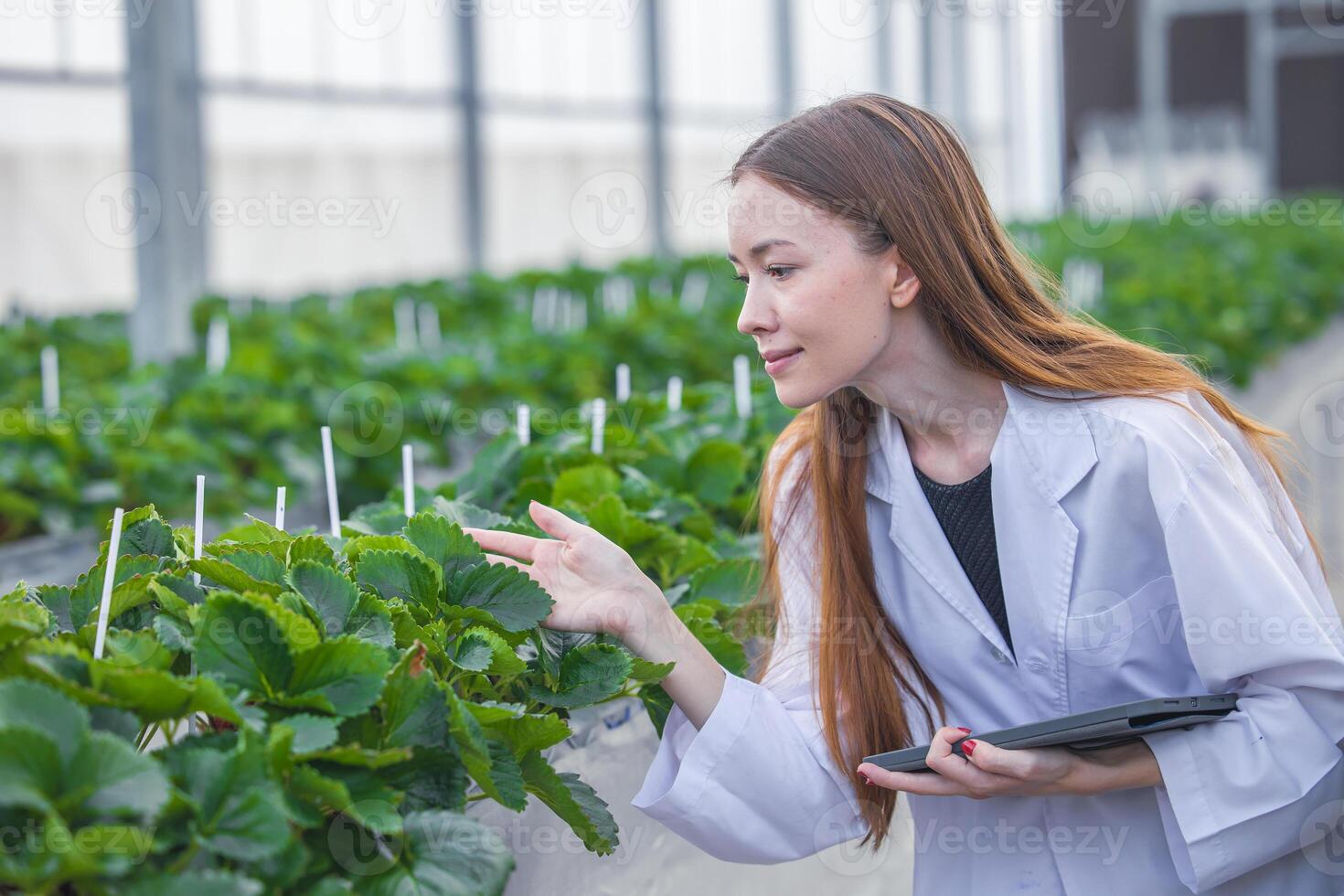 Wissenschaftler Arbeiten im organisch Landwirtschaft Bauernhof Forschung Neu chemisch Formel Extrakt von Pflanze zum medizinisch Konzept. foto