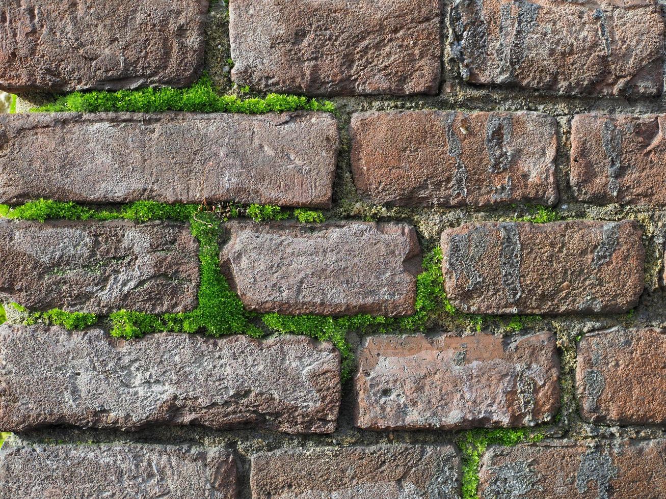 dunkelrote Backsteinmauer mit Mooshintergrund foto