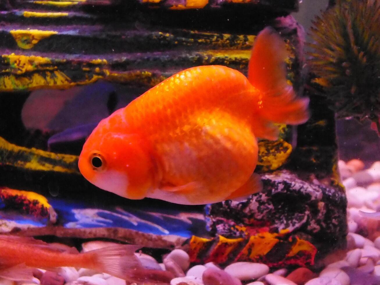 sehr schön Goldfisch Schwimmen im klar Wasser. ein Löwenkopf Goldfisch schwimmt im ein frisches Wasser Aquarium. einer von die meisten Beliebt Haustier ist Goldfisch. foto