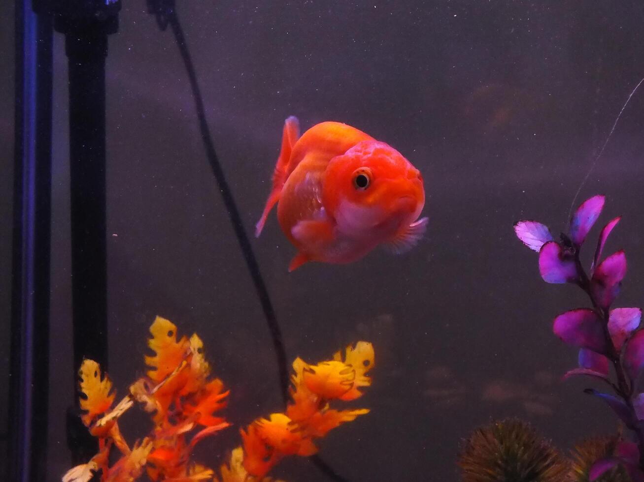 sehr schön Goldfisch Schwimmen im klar Wasser. ein Löwenkopf Goldfisch schwimmt im ein frisches Wasser Aquarium. einer von die meisten Beliebt Haustier ist Goldfisch. foto