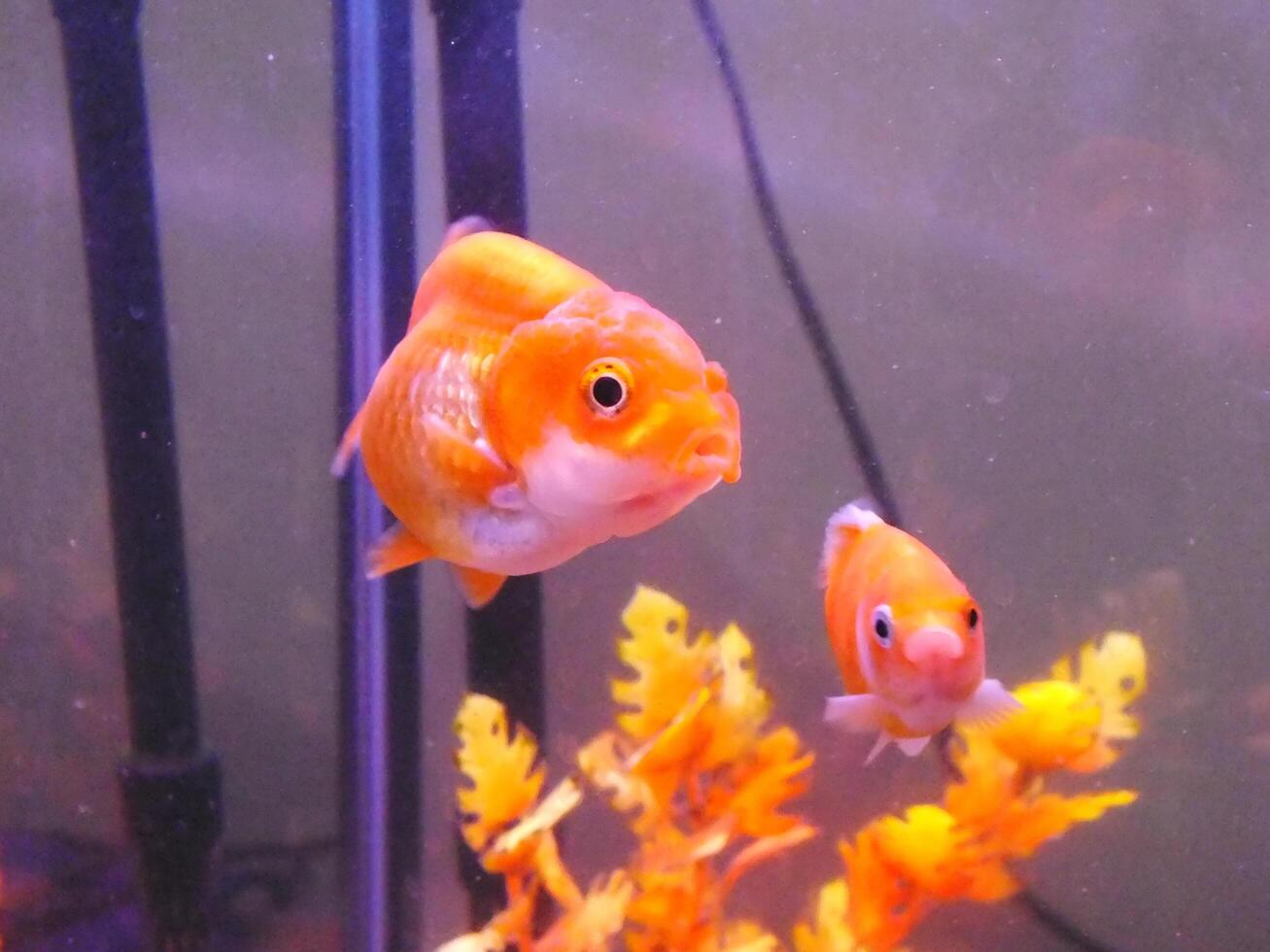 sehr schön Goldfisch Schwimmen im klar Wasser. ein Löwenkopf Goldfisch schwimmt im ein frisches Wasser Aquarium. einer von die meisten Beliebt Haustier ist Goldfisch. foto