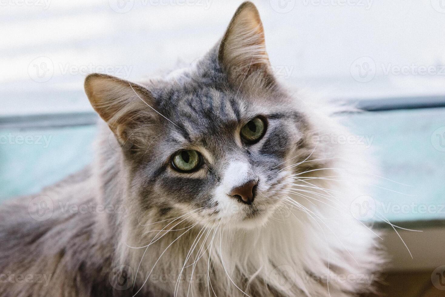 Maine Waschbär Katze mit Grün Augen und grau Pelz foto
