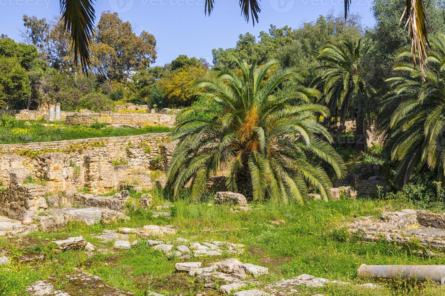 alte Ruinen von Karthago foto