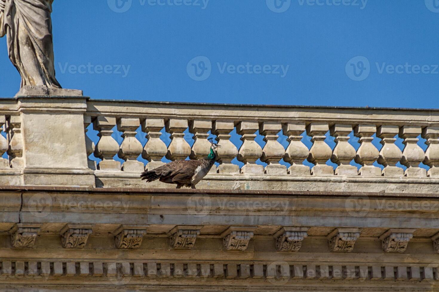 schöner Pfauenvogel foto