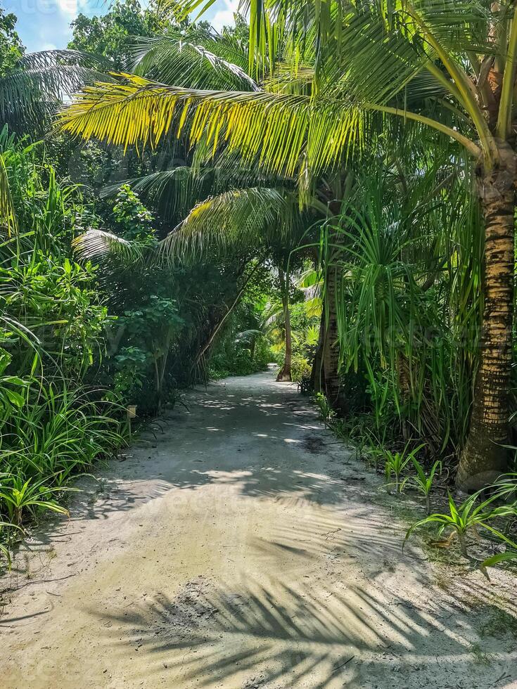 ein klein Sand Pfad mit Palme Bäume im das schön Malediven. foto