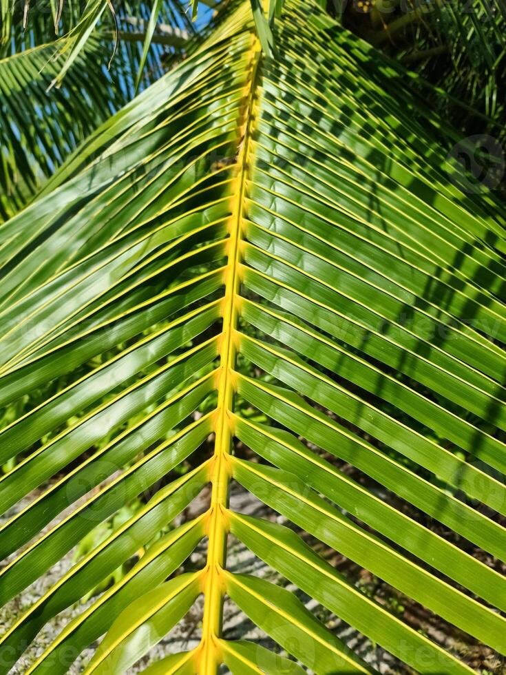 schließen oben von tief Grün Palme Blätter im das Sonne. foto