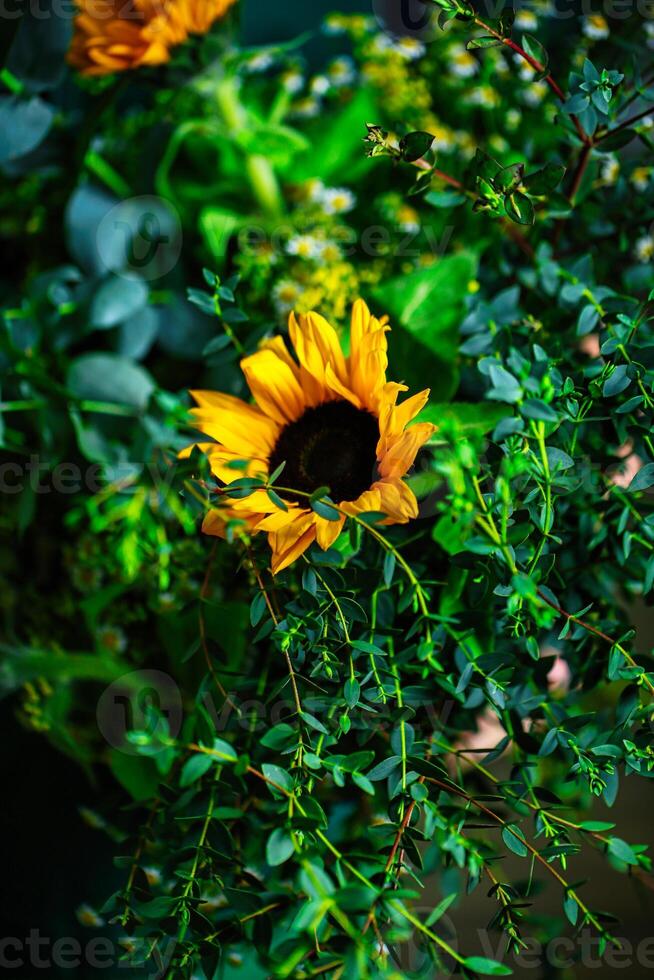 Sonnenblume im Busch mit Grün Blätter foto