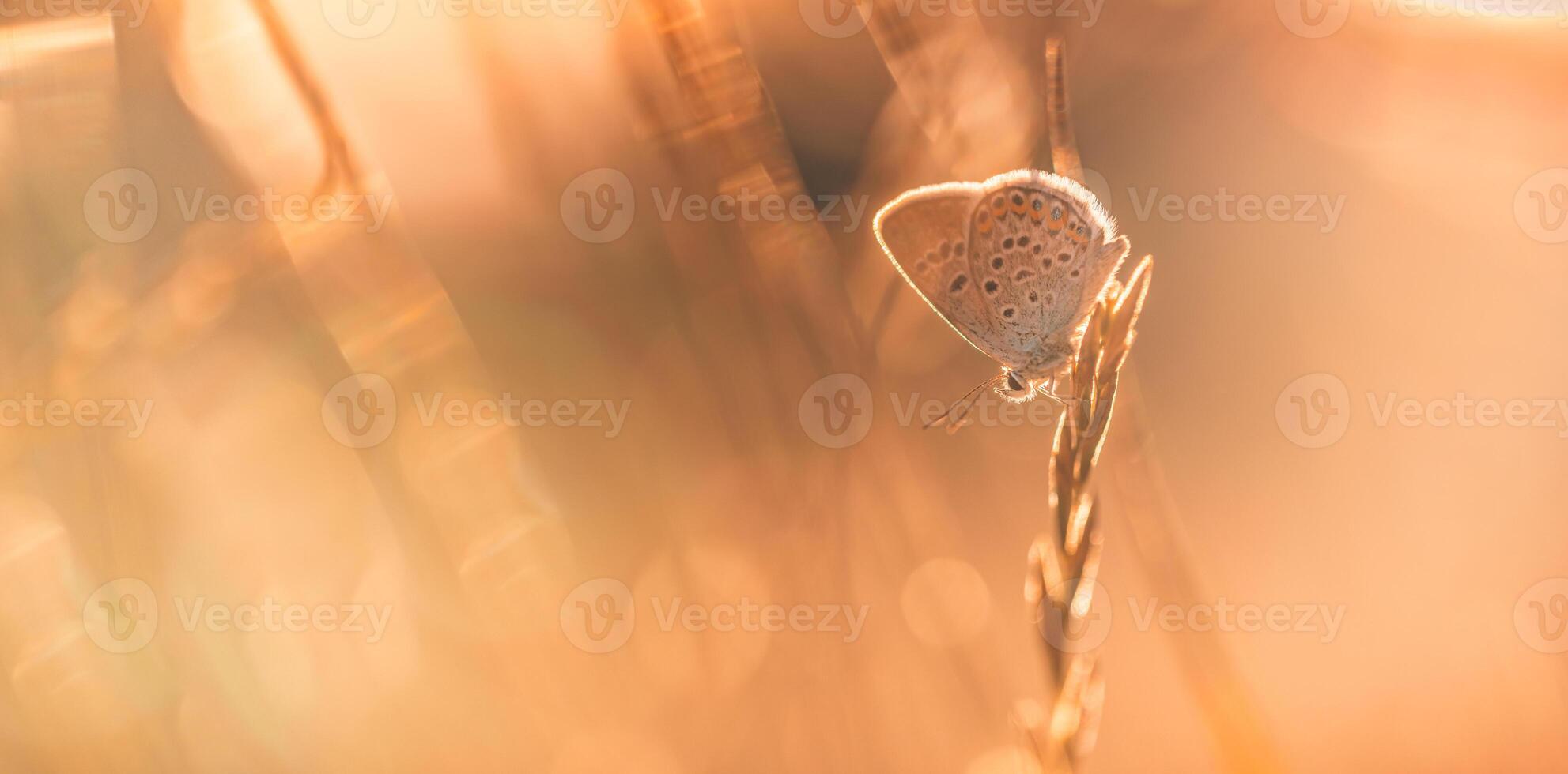 Sonnenuntergang Natur Wiese Feld mit Schmetterling wie Frühling Sommer- Hintergrund Konzept. tolle Fantasie Natur Nahaufnahme. inspirierend Natur friedlich schön Hintergrund Design. Traum Bokeh Sonnenuntergang Feld foto