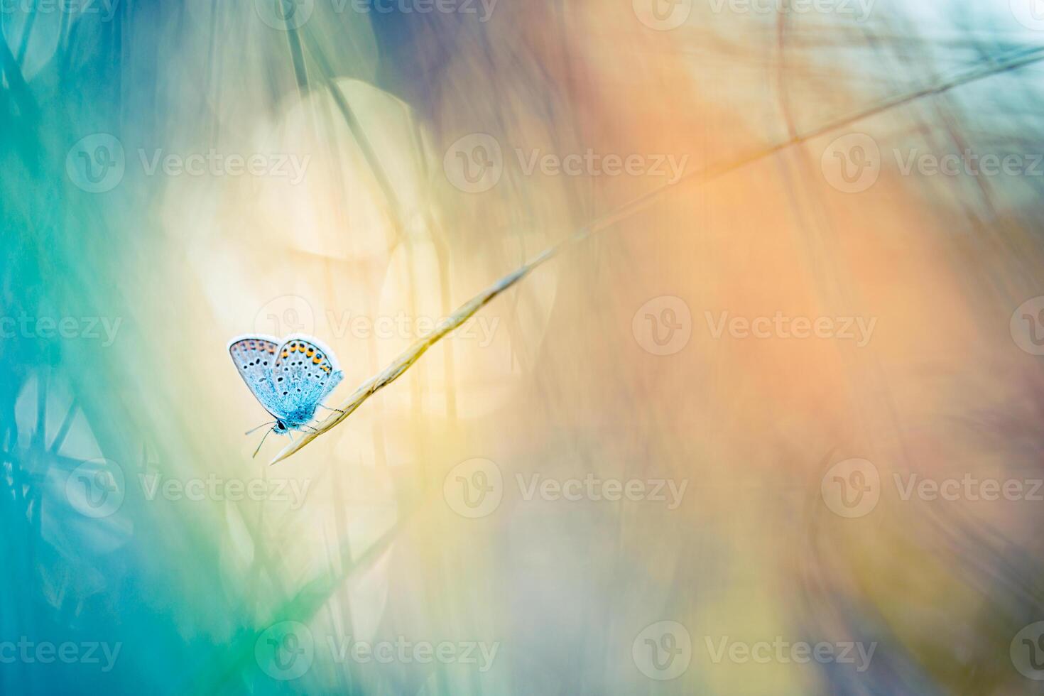 Sonnenuntergang Natur Wiese Feld mit Schmetterling wie Frühling Sommer- Hintergrund Konzept. tolle Fantasie Natur Nahaufnahme. inspirierend Natur friedlich schön Hintergrund Design. Traum Bokeh Sonnenuntergang Feld foto