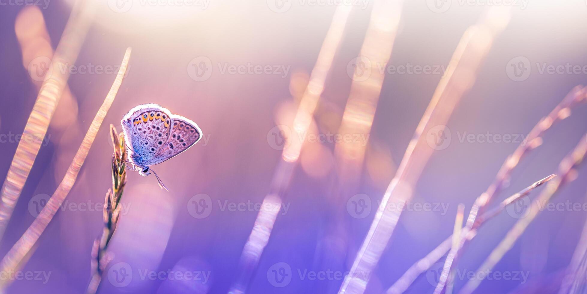 Sonnenuntergang Natur Wiese Feld mit Schmetterling wie Frühling Sommer- Hintergrund Konzept. tolle Fantasie Natur Nahaufnahme. inspirierend Natur friedlich schön Hintergrund Design. Traum Bokeh Sonnenuntergang Feld foto