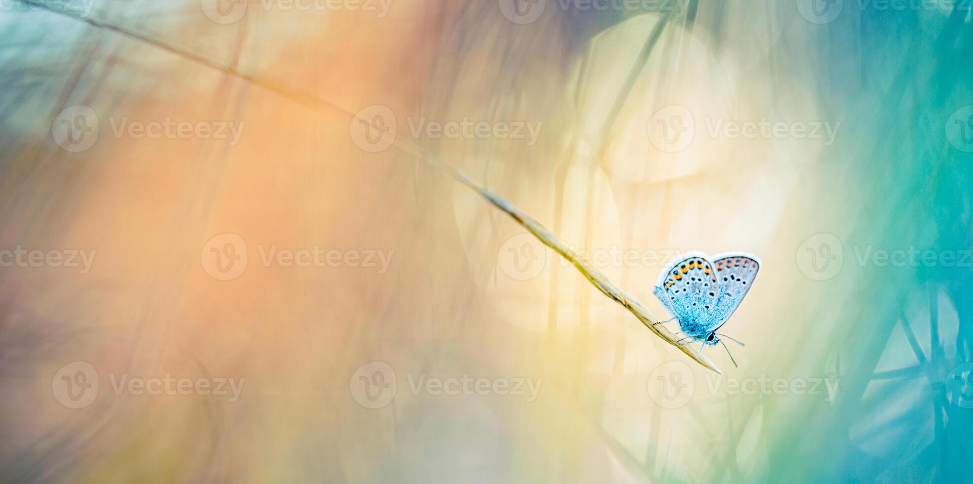 Sonnenuntergang Natur Wiese Feld mit Schmetterling wie Frühling Sommer- Hintergrund Konzept. tolle Fantasie Natur Nahaufnahme. inspirierend Natur friedlich schön Hintergrund Design. Traum Bokeh Sonnenuntergang Feld foto