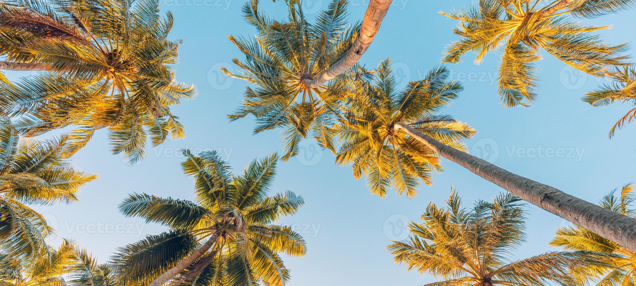 Sommer- Ferien Banner. romantisch Stimmung von tropisch Palme Baum Sonnenlicht auf Himmel Hintergrund. draussen Sonnenuntergang exotisch Laub Nahansicht Natur Landschaft. Kokosnuss Palme Bäume leuchtenden Sonne Über hell Himmel Panorama foto