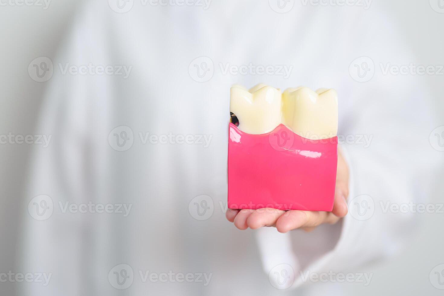 Zahnarzt mit Zahn Anatomie Modell. Oral Zähne zerfallen und Krankheit, kratzen aus Zahnstein. März Oral Gesundheit, Zahnarzt Tag, falsch Zähne. Zahnschmerzen und Kinder Dental Gesundheit Monat und kieferorthopädisch Gesundheit Tag foto