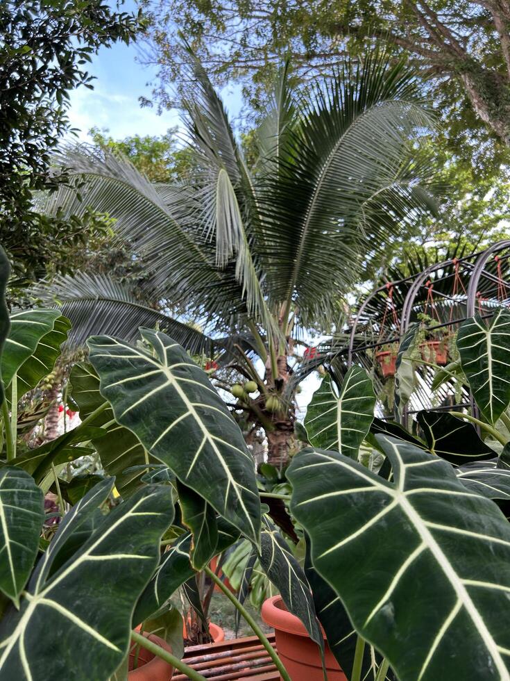 üppig Grün Riese Taro Pflanze im ein tropisch Garten foto