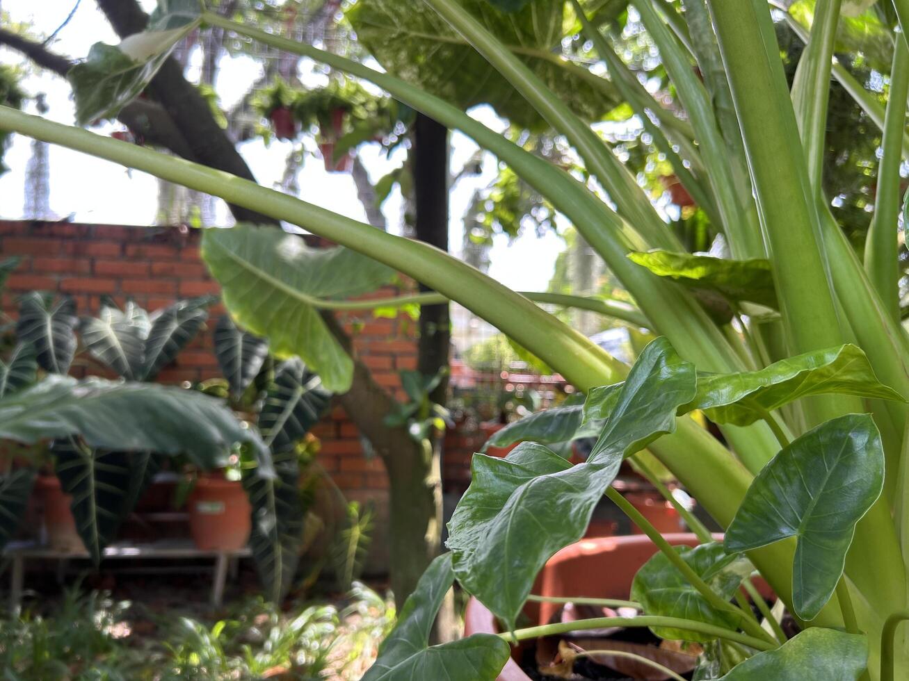 üppig Grün Riese Taro Pflanze im ein tropisch Garten foto