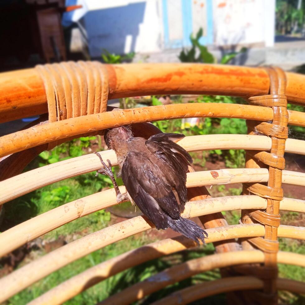 stecken Spatz auf Rattan Stuhl Foto